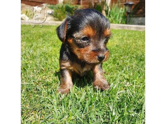 Μικρά κουτάβια Yorkie